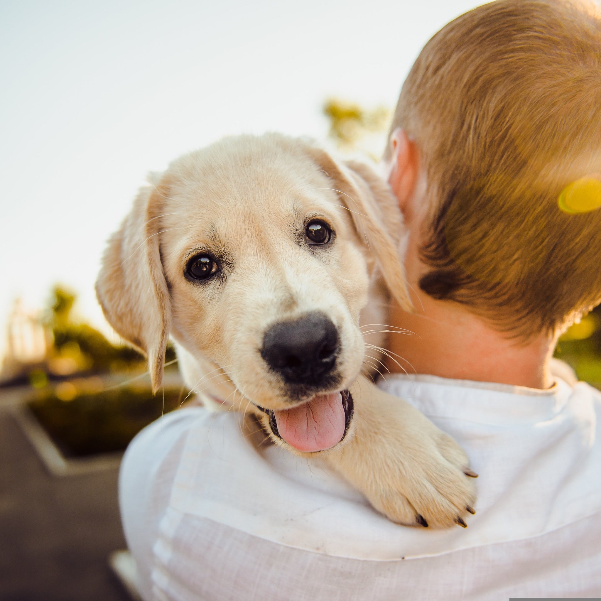 Essential Tips For Dog Owners