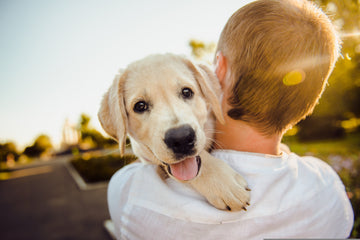 Essential Tips For Dog Owners