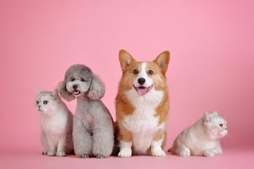 What Dogs Need : Want to keep your Dog Happy & Healthy ? - WagZeal